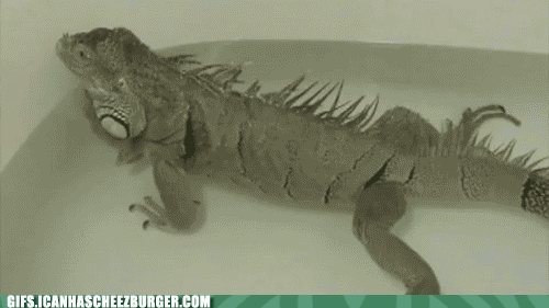 2087451006_fartinglizard.gif.cc9b6795522b4a5ae8ee0f826849f8b9.gif