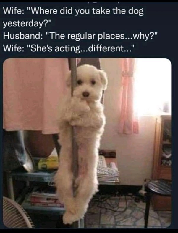 1773670068_funnydogmeme.jpg.49b53a3ffc7632f1d39b0309e98381ef.jpg