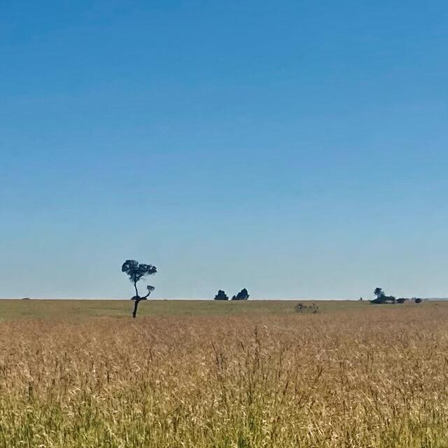 250F4F02-0968-4671-AF56-652BF63C7D81.jpeg.ce9f1a1d03221796fd17d0d5a8123caf.jpeg